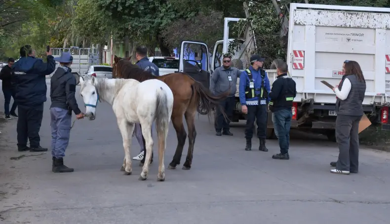 Resistencia intensifica los controles contra la tracción a sangre: secuestran dos caballos explotados como fletes